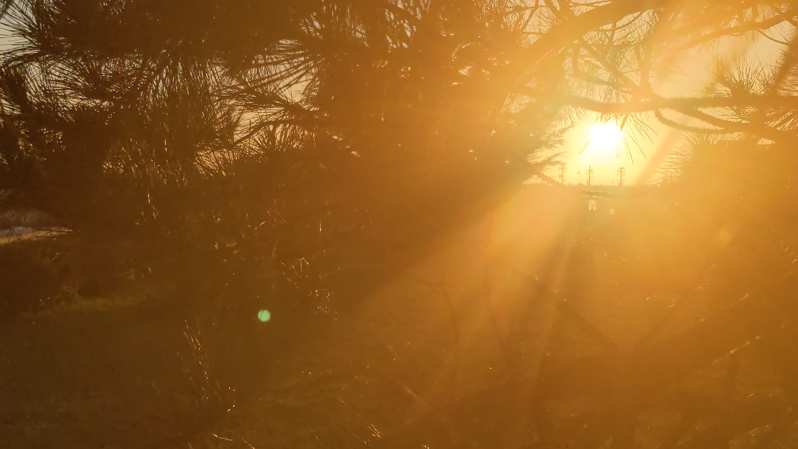 photograph: golden sunrise breaks through the branches of a pine tree